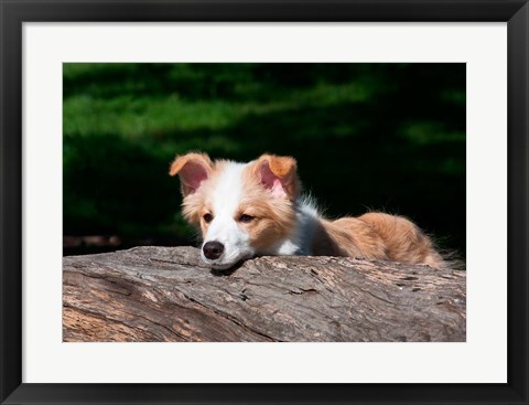 Framed Border Collie puppy dog looking over a log Print