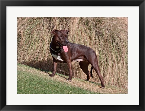 Framed American Pitt Bull Terrier dog Print