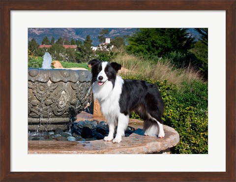 Framed Border Collie dog standing on a fountain Print