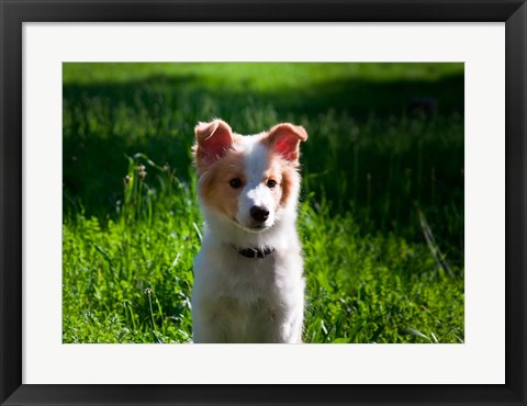 Framed Border Collie puppy dog in a field Print