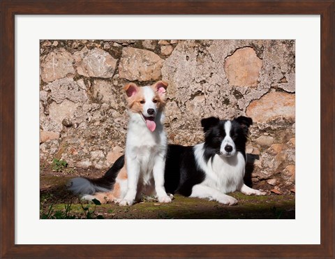 Framed pair of Border Collie dogs Print