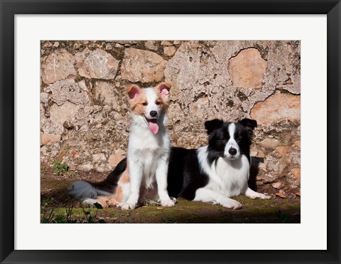 Framed pair of Border Collie dogs Print