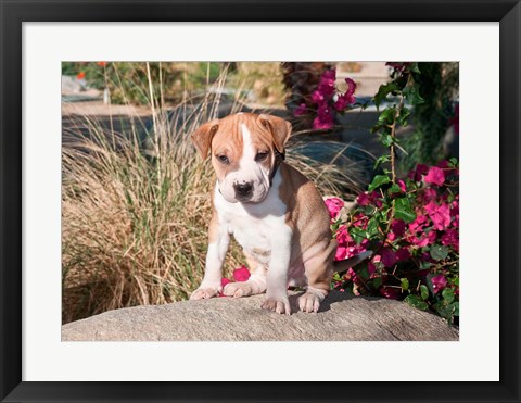 Framed American Pitt Bull Terrier puppy dog Print