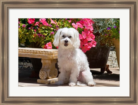 Framed USA, California Maltese sitting next to garden bench with flowers Print