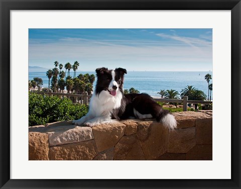 Framed Border Collie dog resting on a wall Print