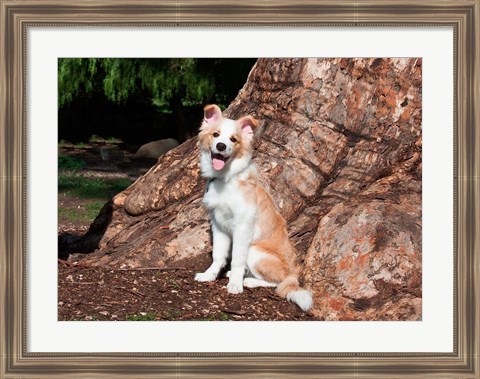 Framed Border Collie puppy dog Print