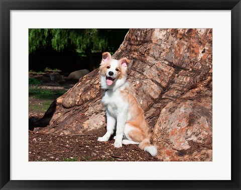 Framed Border Collie puppy dog Print