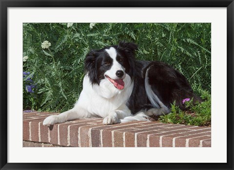 Framed Purebred Border Collie dog lying on wall Print