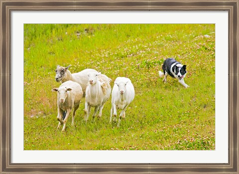 Framed Colorado, Summit County, Border Collie dog Print