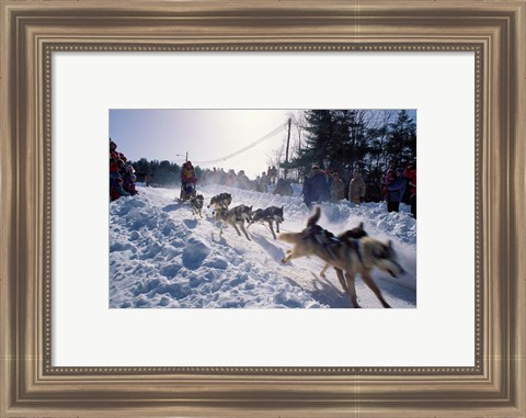 Framed Sled Dog Team Starting Their Run on Mt Chocorua, New Hampshire, USA Print