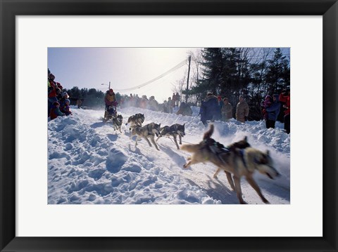 Framed Sled Dog Team Starting Their Run on Mt Chocorua, New Hampshire, USA Print