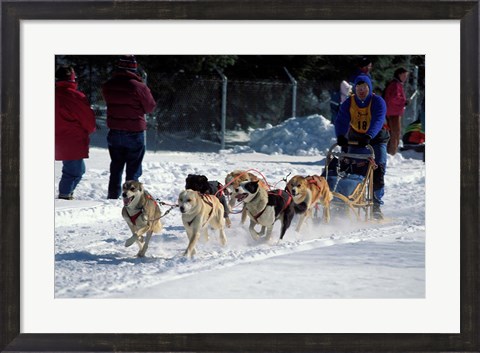 Framed Sled Dog Team, New Hampshire, USA Print