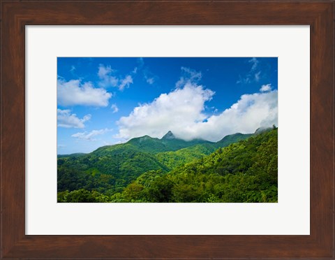 Framed Puerto Rico, El Yunque National Forest, Rainforest Print