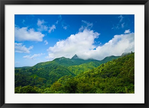 Framed Puerto Rico, El Yunque National Forest, Rainforest Print