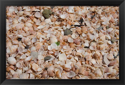 Framed French West Indies, Shell Beach Detail of shell covered beach Print