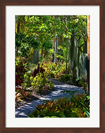 Framed Nature Trail in Charlestown on Nevis, West Indies Print