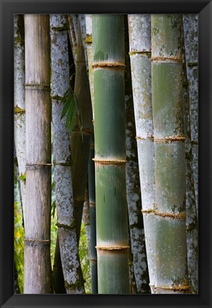 Framed Bamboo, Jardin De Balata, Martinique, French Antilles, West Indies Print