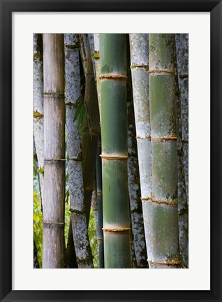 Framed Bamboo, Jardin De Balata, Martinique, French Antilles, West Indies Print