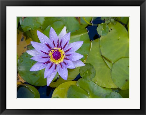 Framed Blue Water Lily, Jardin De Balata, Martinique, French Antilles, West Indies Print