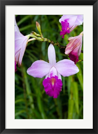 Framed MARTINIQUE, West Indies Bamboo orchid, Balata Garden Print