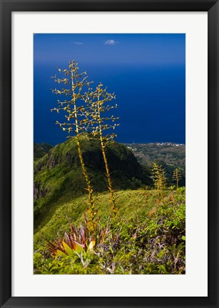 Framed Martinique, West Indies, Agave on Ridge, Mt Pelee Print