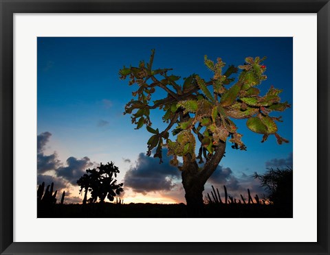 Framed Opuntia moniliformis, Succulent dry forest, Puerto Rico Print