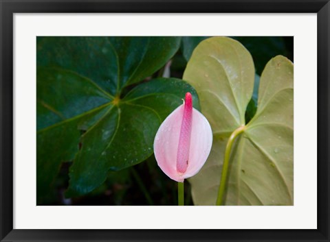 Framed Peace Lily, Jardin De Balata, Martinique, French Antilles, West Indies Print