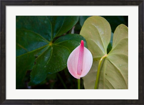 Framed Peace Lily, Jardin De Balata, Martinique, French Antilles, West Indies Print