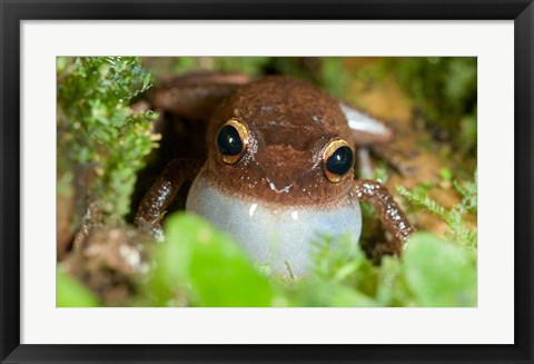 Framed Common coqui frog, El Yunque NF, Puerto Rico Print