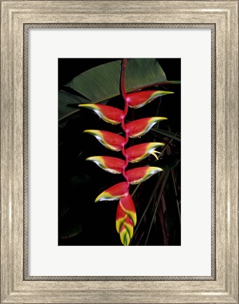 Framed Tropical Flower on Culebra Island, Puerto Rico Print