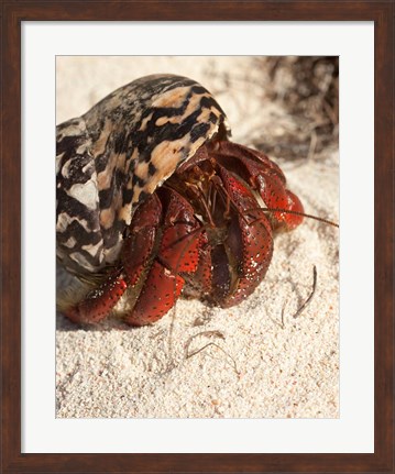 Framed Caribbean hermit crab, Mona Island, Puerto Rico Print