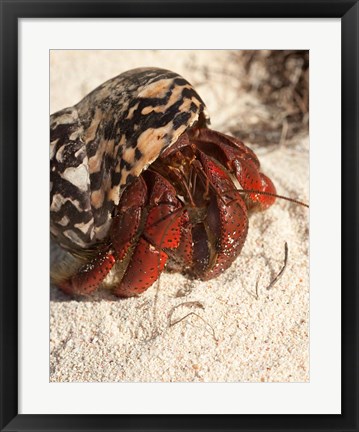 Framed Caribbean hermit crab, Mona Island, Puerto Rico Print