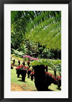 Framed Tropical Plants at the Pitons du Carbet, Martinique, Caribbean Print