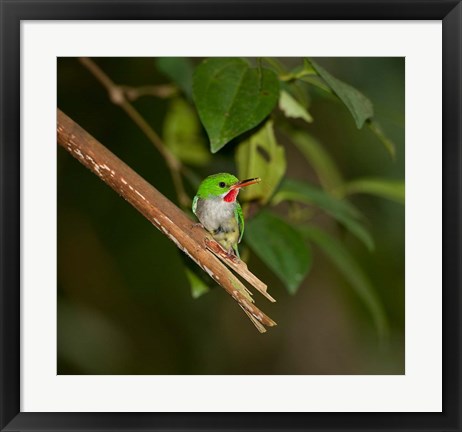 Framed Puerto Rican Tody, Bird, El Yunque NF, Puerto Rico Print