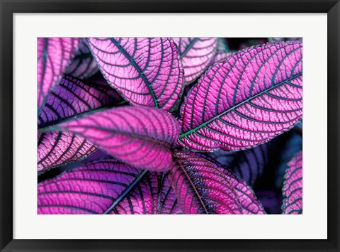 Framed Fond Dous Estate, Persian Shield, St Lucia, Caribbean Print