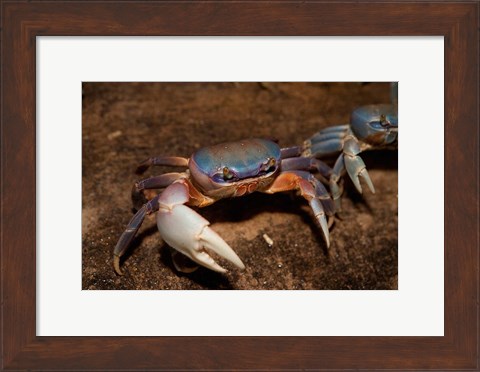 Framed Blue Crab, served in local restaurants, Old San Juan Print