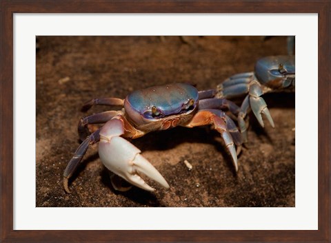 Framed Blue Crab, served in local restaurants, Old San Juan Print