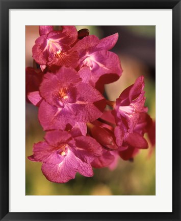 Framed Flora, Caribbean Print