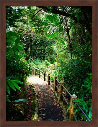 Framed Puerto Rico, Luquillo, El Yunque National Forest path Print