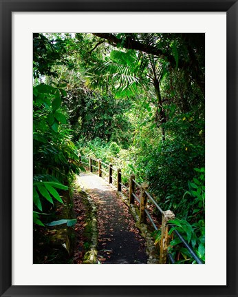 Framed Puerto Rico, Luquillo, El Yunque National Forest path Print