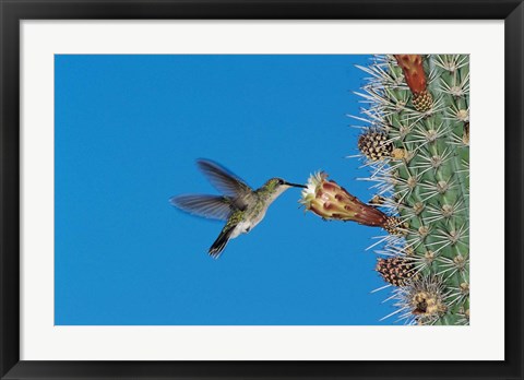 Framed Antillean Mango Hummingbird, Bosque Estatal De Guanica, Puerto Rico Print