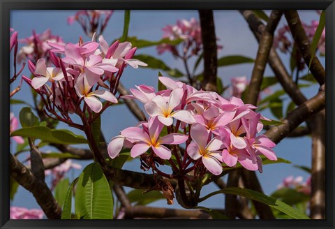 Framed Pink Oleander Flora, Grand Cayman, Cayman Islands, British West Indies Print