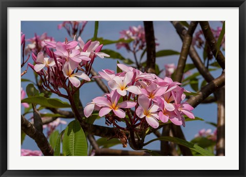 Framed Pink Oleander Flora, Grand Cayman, Cayman Islands, British West Indies Print