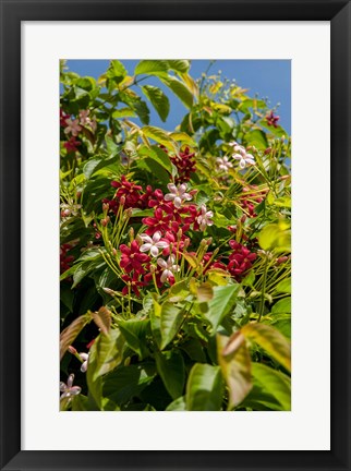 Framed Tropical flora, Grand Cayman, Cayman Islands, British West Indies Print