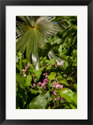 Framed Tropical flowers and palm tree, Grand Cayman, Cayman Islands, British West Indies Print