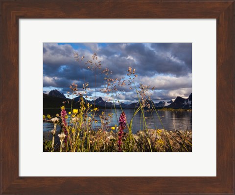 Framed Wildflowers, Jasper National Park, Alberta, Canada Print