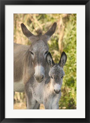 Framed Mother and Baby Donkeys on Salt Cay Island, Turks and Caicos, Caribbean Print