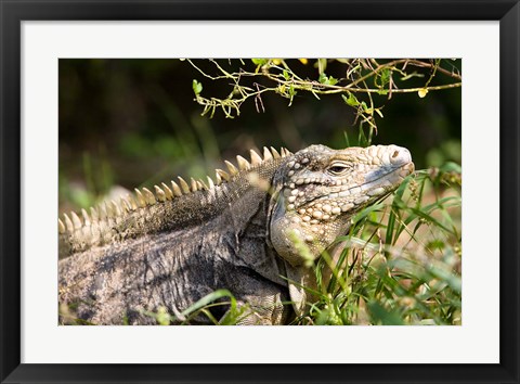 Framed Iguanas (Lizard), Cayman Islands, Caribbean Print