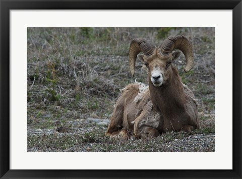 Framed Alberta, Columbia Icefields Parkway, bighorn sheep Print