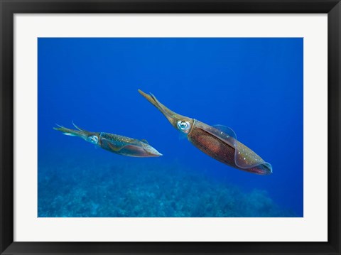 Framed Cayman Islands, Caribbean Reef Squid, Marine Life Print